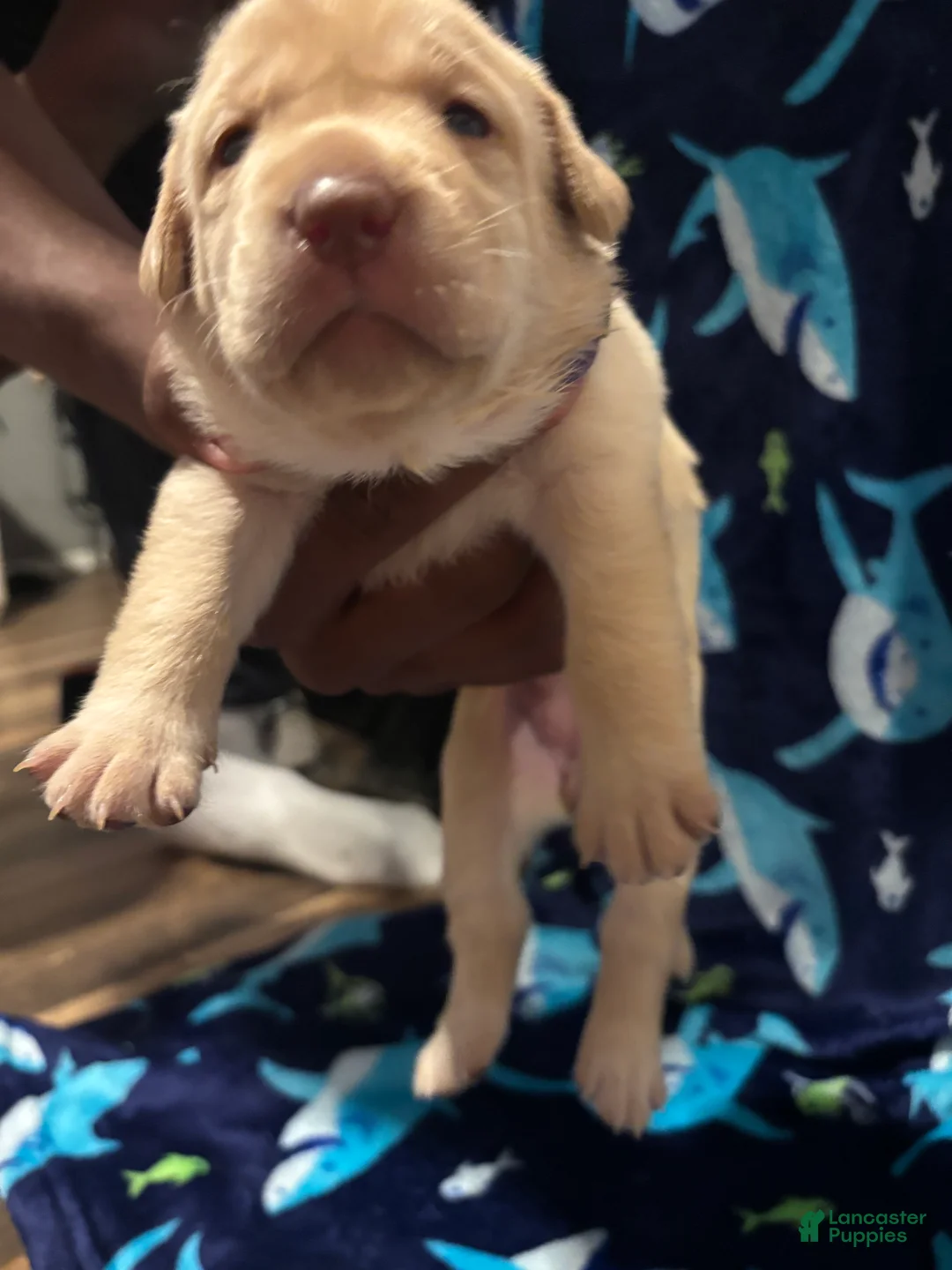 Labrador Retriever dogs for sale: Jennette (purple)  - Ad 2