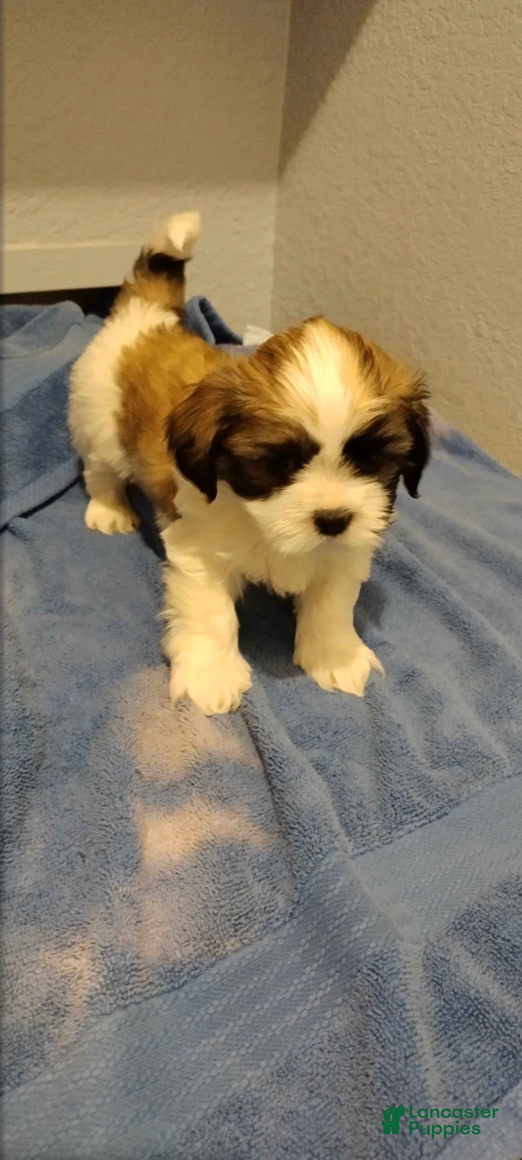 Shih Tzu dogs Shih Tzu Puppy 3 - Ad 4