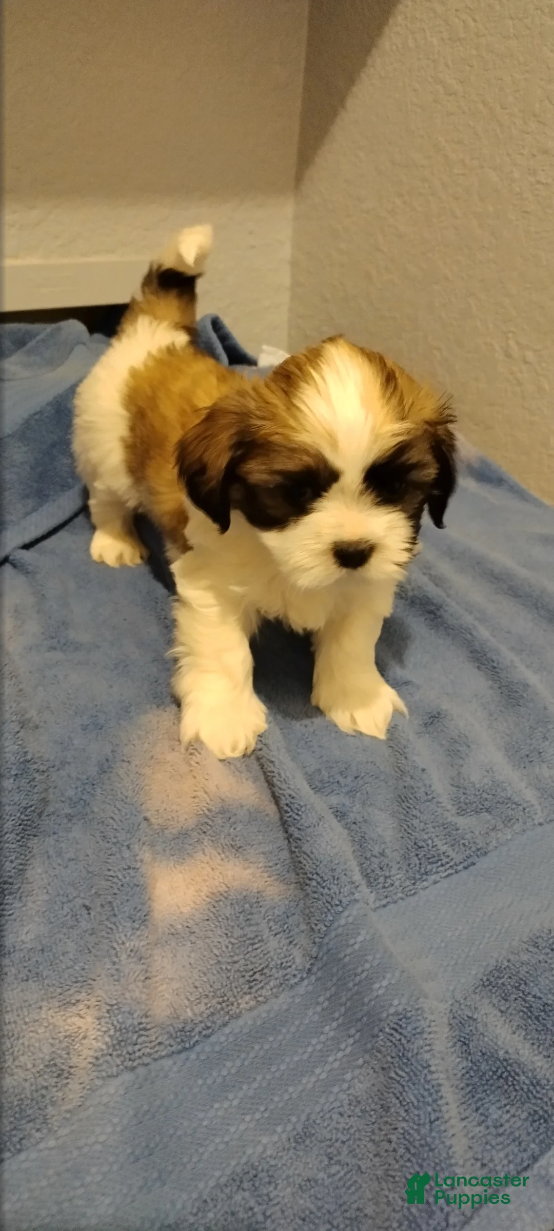 Shih Tzu dogs for sale: Shih Tzu Puppy 3 - Ad 1