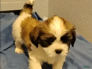 Shih Tzu dogs Shih Tzu Puppy 3 - Ad 4