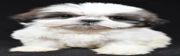 Shih Tzu dogs for sale: Gracie - Ad 6