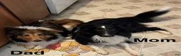 Shetland Sheepdog dogs for sale: Shetland Sheepdog-Dozer - Ad 3