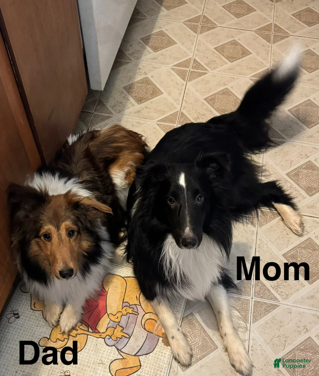 Shetland Sheepdog dogs for sale: Shetland Sheepdog-Dozer - Ad 3