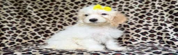 Cockapoo dogs for sale: Oakley - Ad 5
