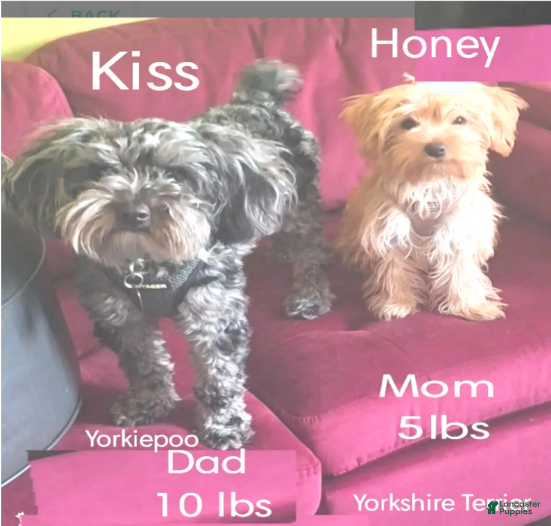 Yorkiepoo dogs for sale: Boy - Ad 2
