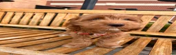 Cockapoo dogs for sale: Sirya - Ad 4