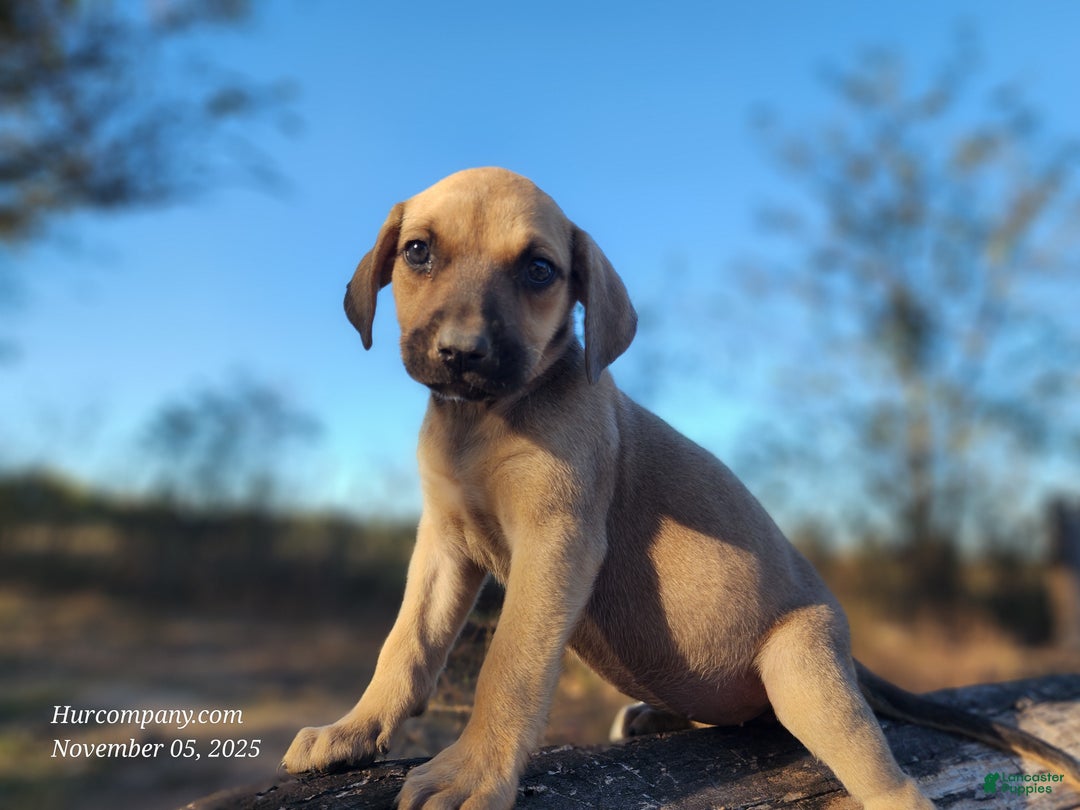 Catahoula Leopard Dog dogs for sale: Tracy II 2025 Female 2 - Ad 1