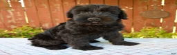 Giant Schnauzer dogs for sale: Olen - Ad 3