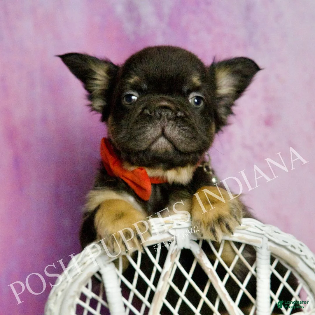 French Bulldog dogs for sale: Rolls Royce - Ad 3
