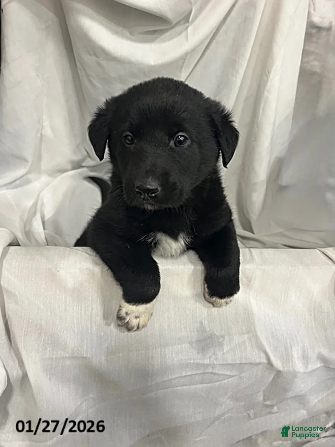 Mixed Breed dogs for sale: Quincy - Ad 4
