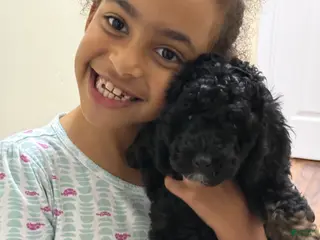 Mini Goldendoodle dogs for sale: Mini Goldendoodle Puppy 3 - Ad 2