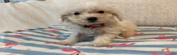 Bichon Frise dogs for sale: Bichon Frise blue - Ad 24