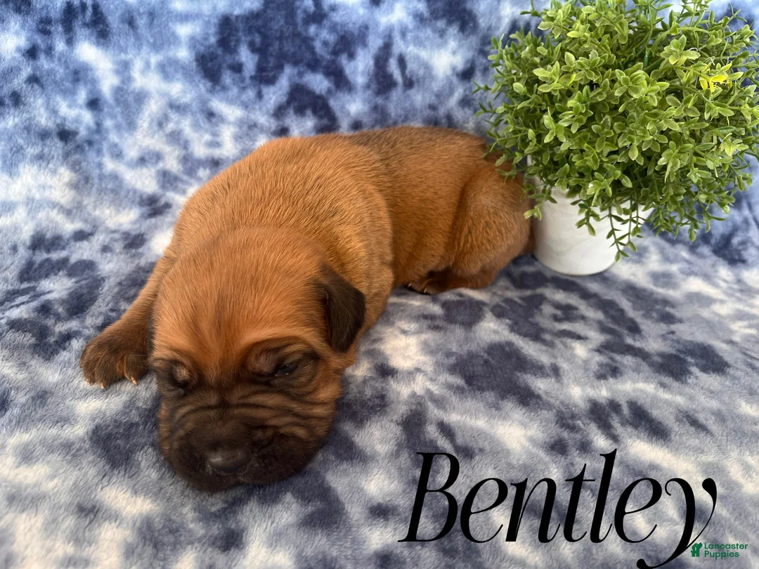 Cane Corso dogs for sale: Nikki - Ad 25