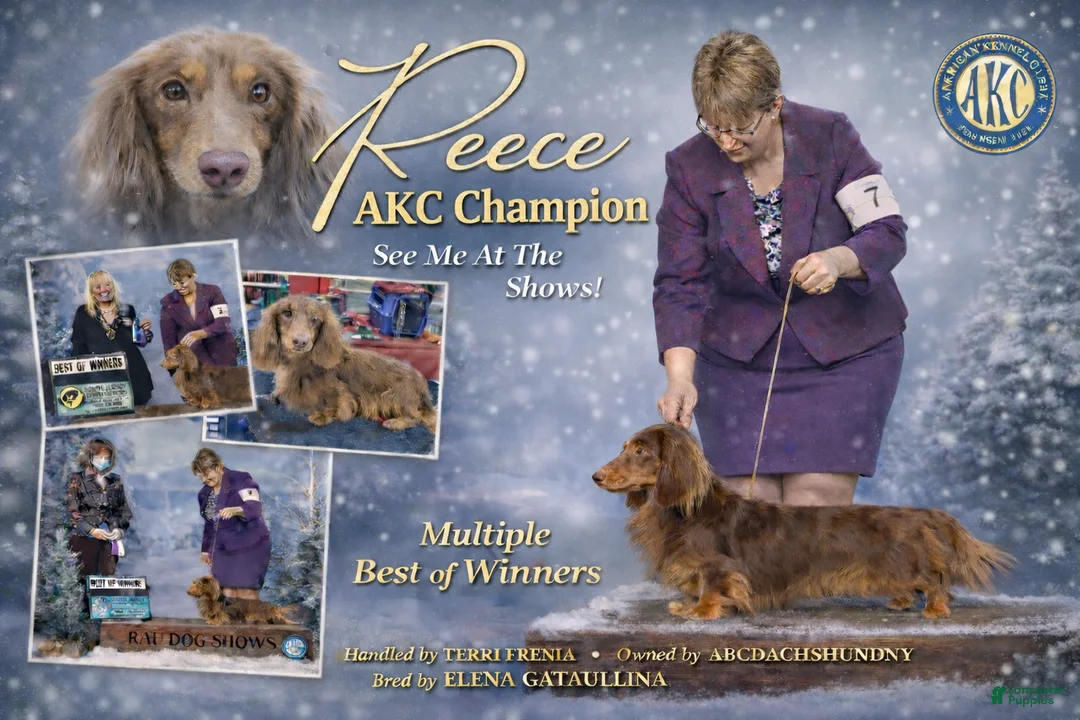 Miniature Dachshund dogs for sale: Polish/Russian Dapple AKC - Ad 12