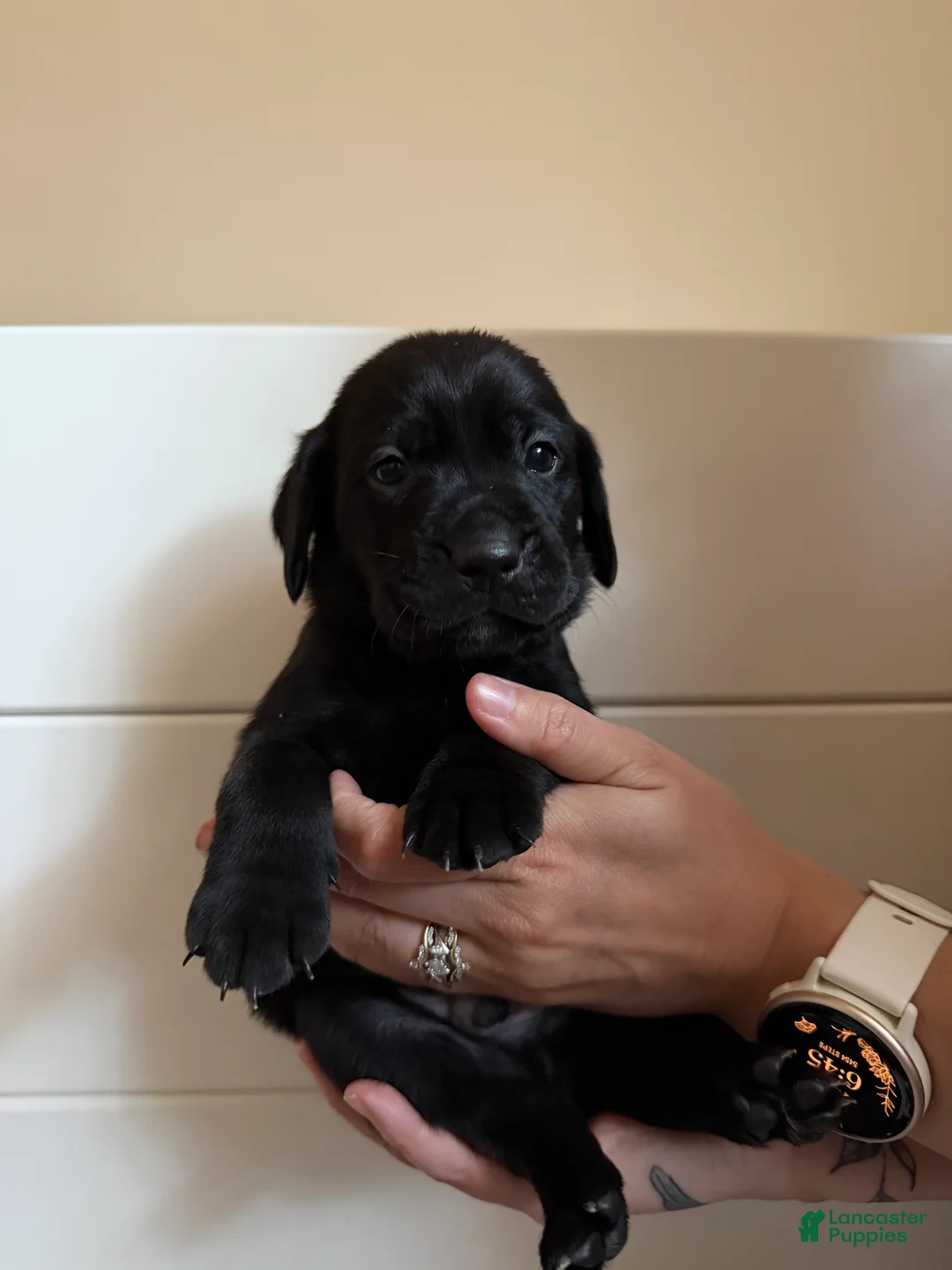 Mixed Breed dogs for sale: Mixed Breed 3 - Ad 2