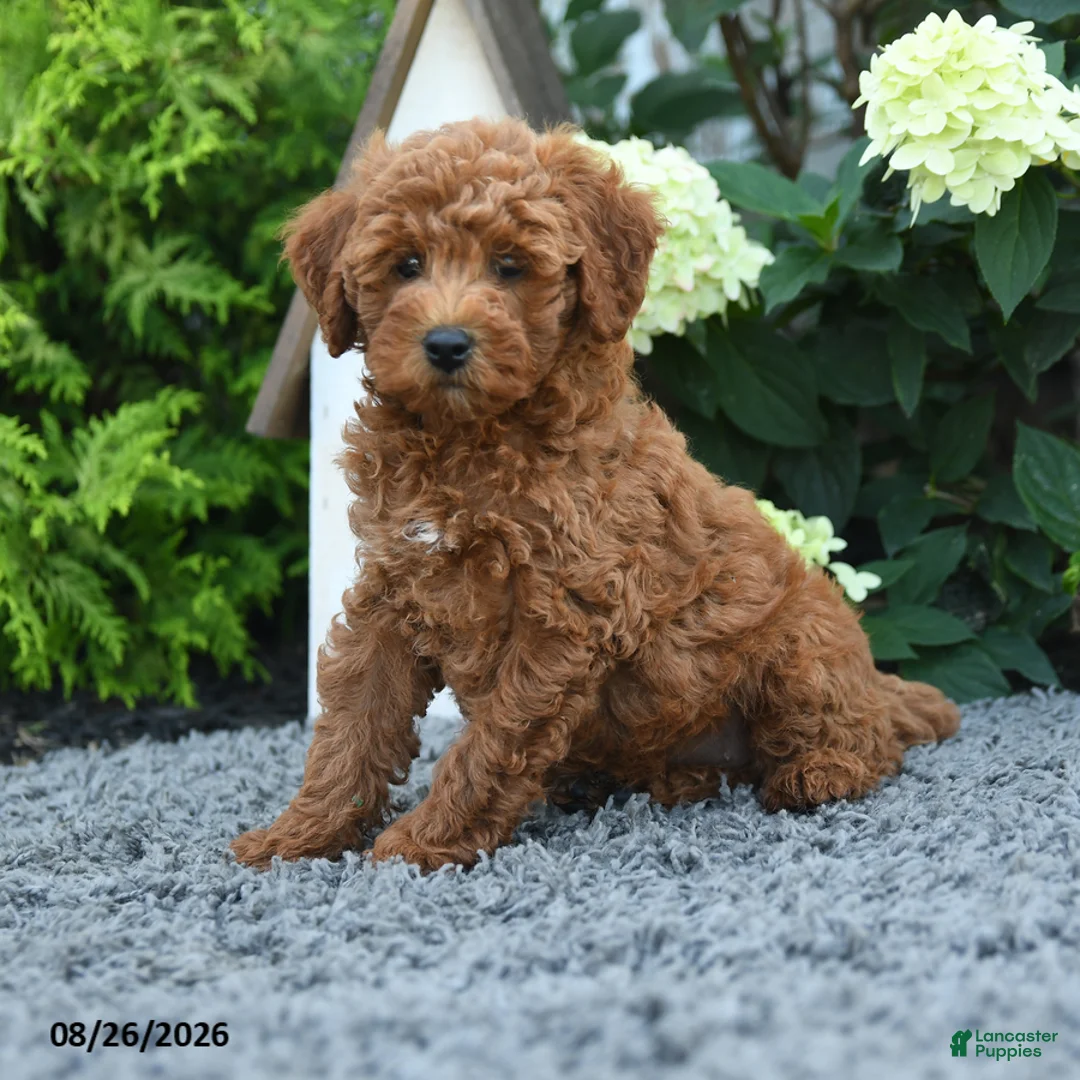 Miniature Poodle dogs for sale: Macy - Ad 2