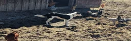 Mixed Breed dogs for sale: Moose  - Ad 5