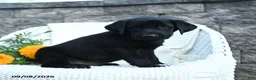 Labrador Retriever dogs for sale: Micah - Ad 2