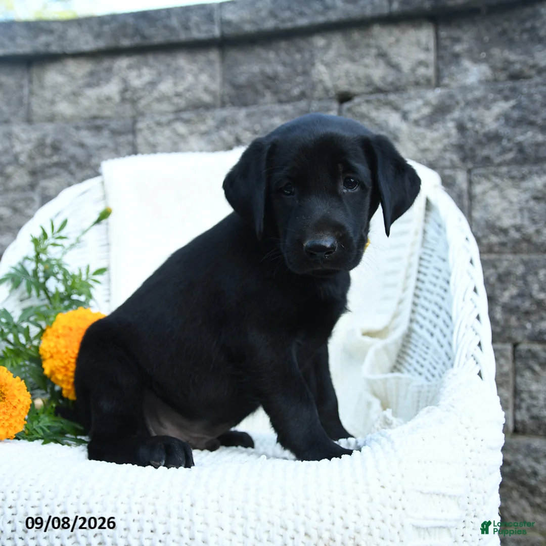 Labrador Retriever dogs for sale: Micah - Ad 2