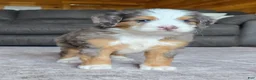 Mini Bernedoodle dogs for sale: Mini Tate - Ad 8