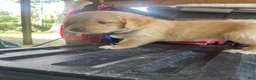 Golden Retriever dogs for sale: Golden Retriever 3 - Ad 19