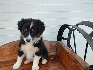 Australian Shepherd dogs - Ad 21