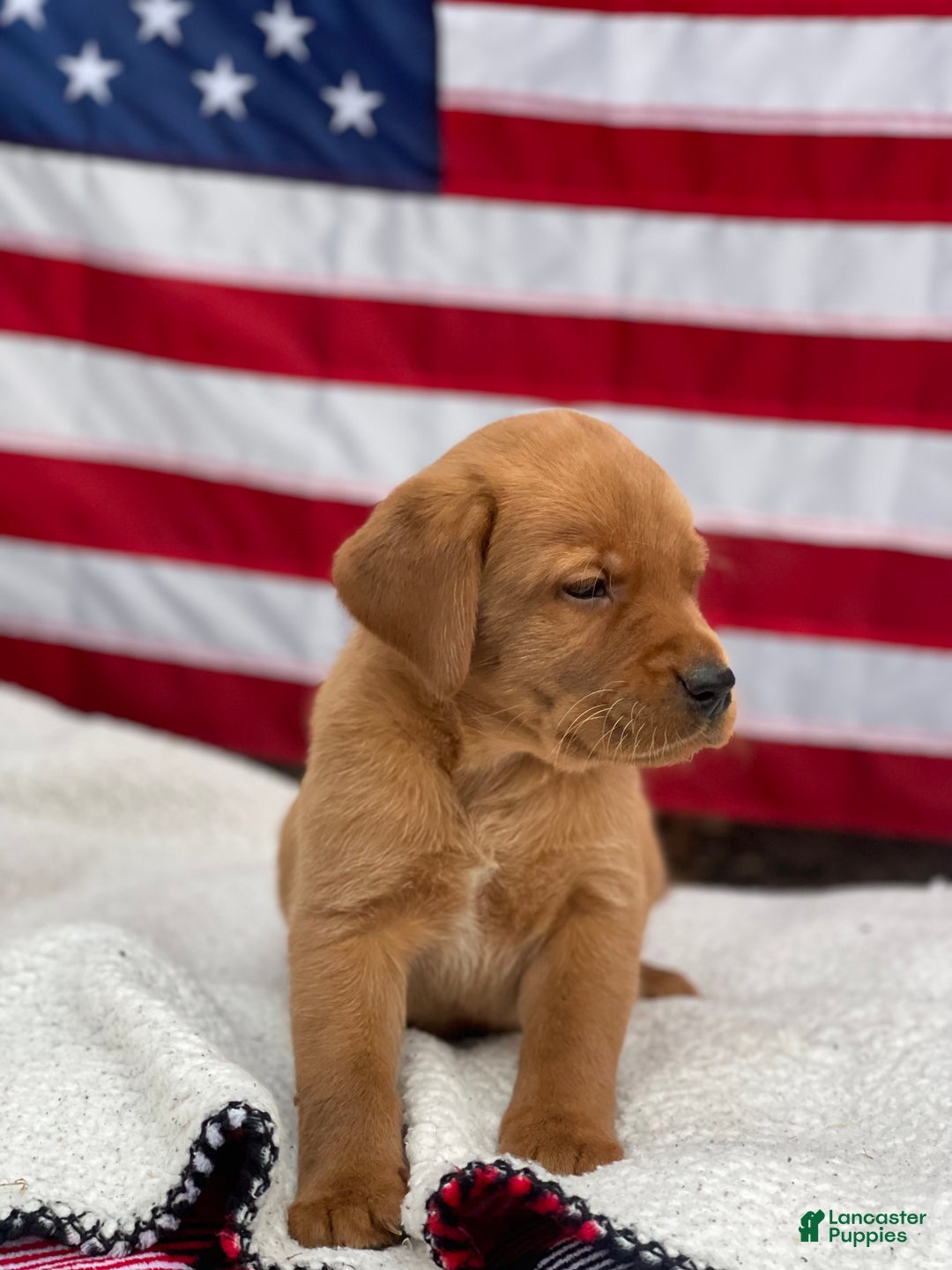Labrador Retriever dogs for sale: Mason - Ad 3