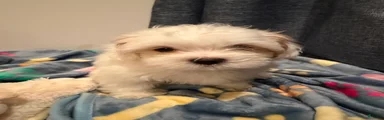 Shih Tzu 2