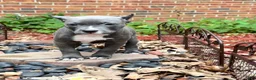 American Bully dogs for sale: Star - Ad 1