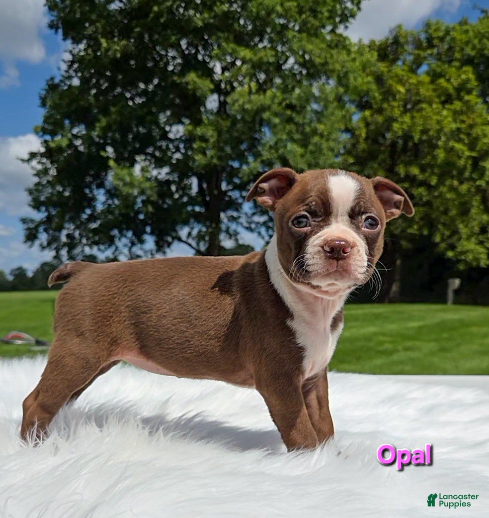 Boston Terrier dogs Opal - Ad 2