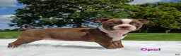 Boston Terrier dogs for sale: Opal - Ad 2