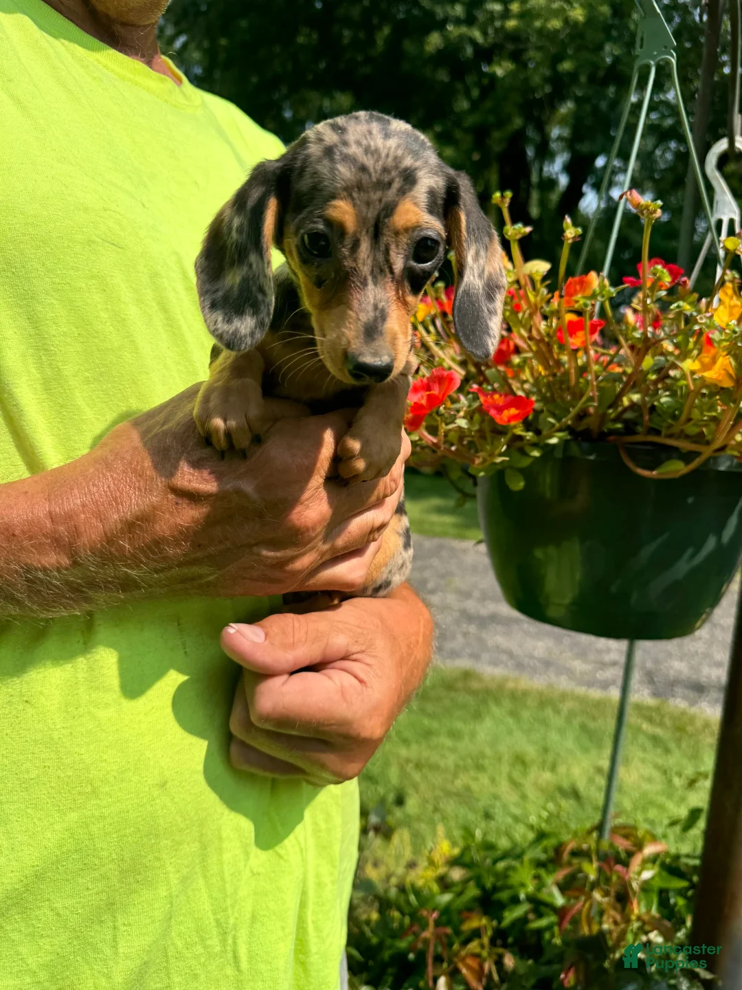 Gallery Image {{count}}