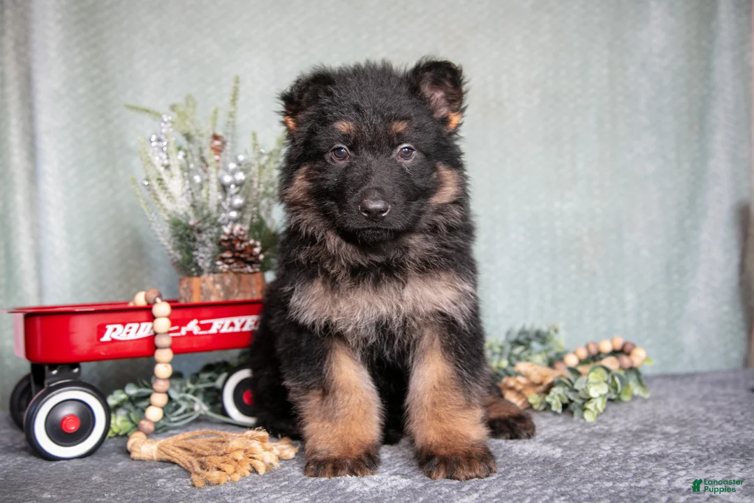 German Shepherd dogs for sale: Liam - Ad 2