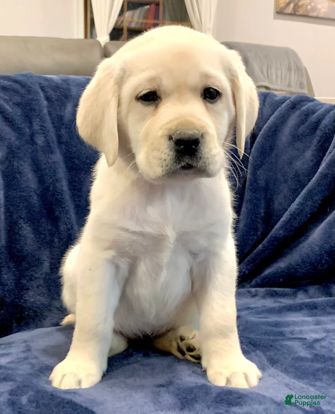 Labrador Retriever dogs for sale: Hazel - Ad 3