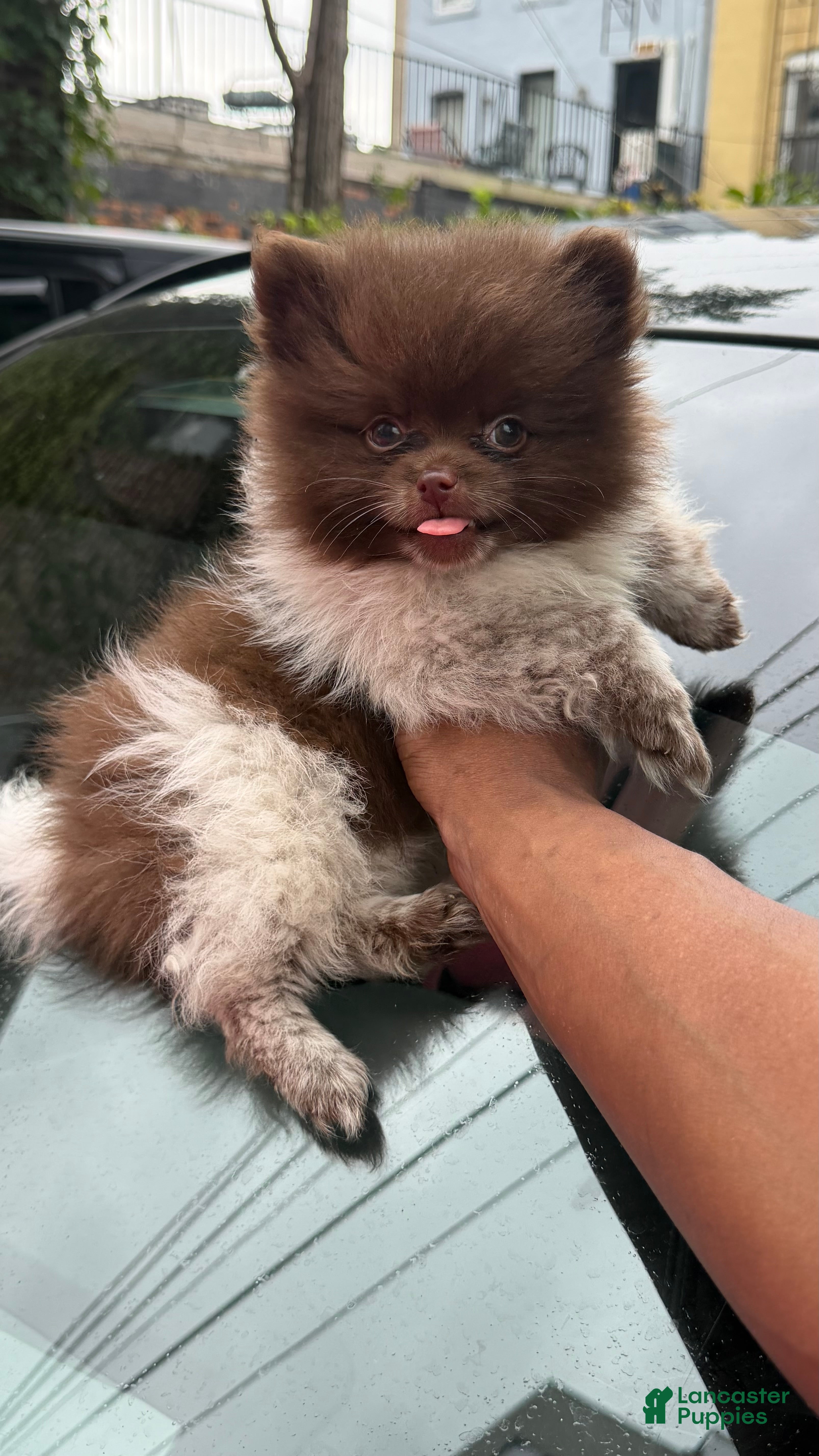 Pomeranian dogs for sale: Pomeranian 2 - Ad 2