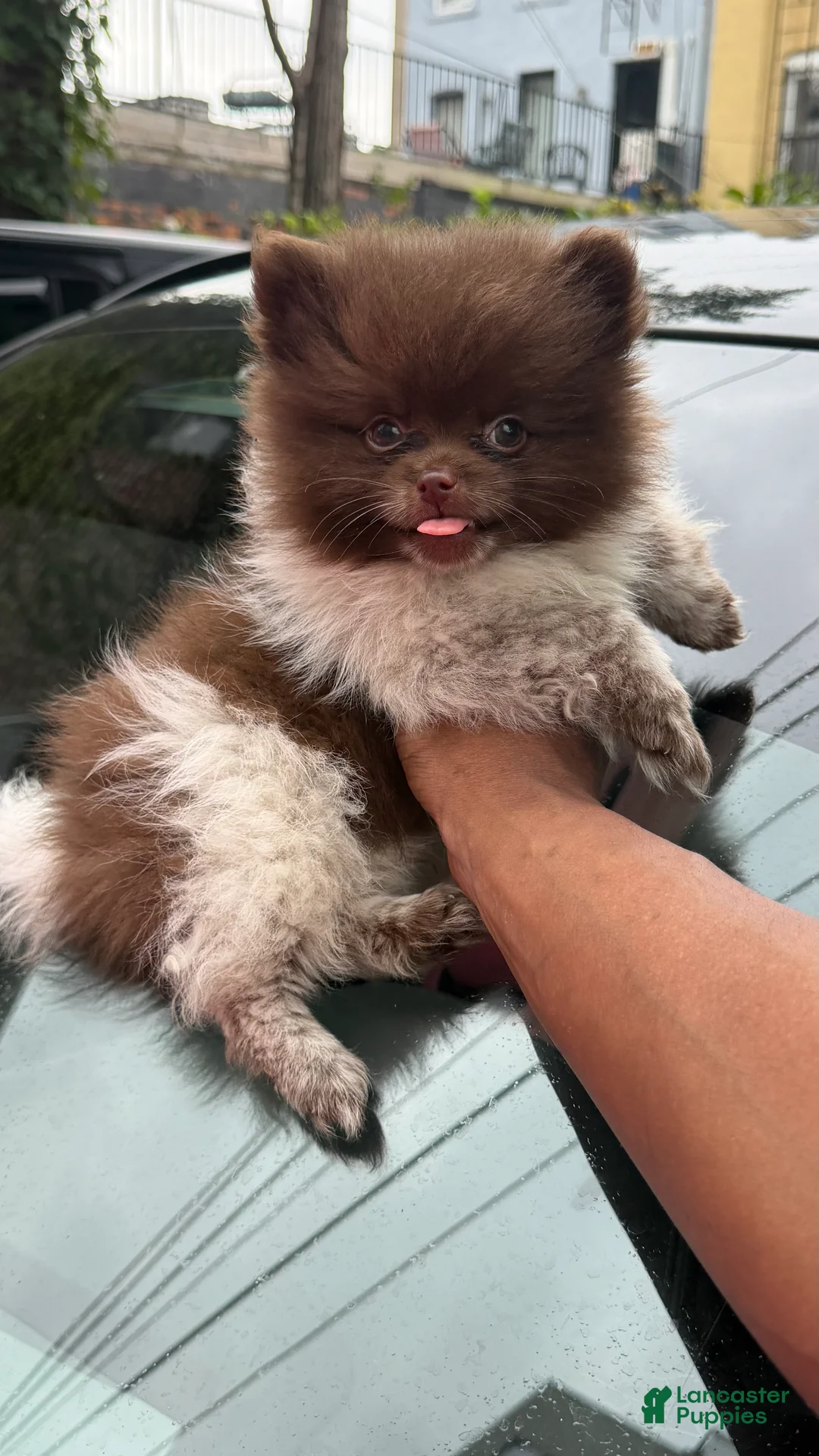 Pomeranian dogs for sale: Pomeranian 2 - Ad 1