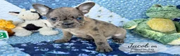 French Bulldog dogs for sale: Jacob - Ad 4