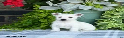 West Highland Terrier dogs for sale: Alayna - Ad 1