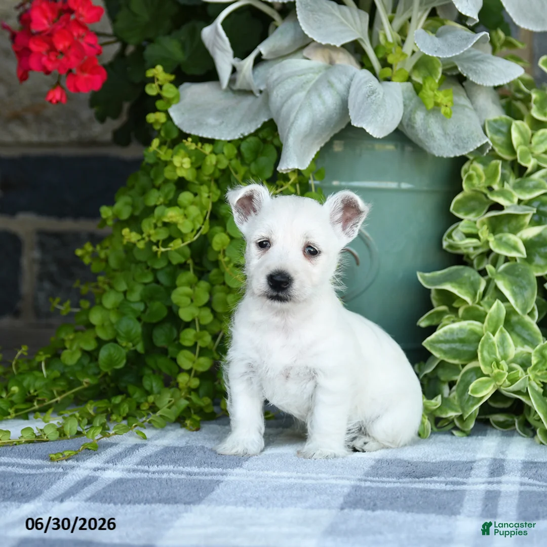 West Highland Terrier dogs for sale: Alayna - Ad 1