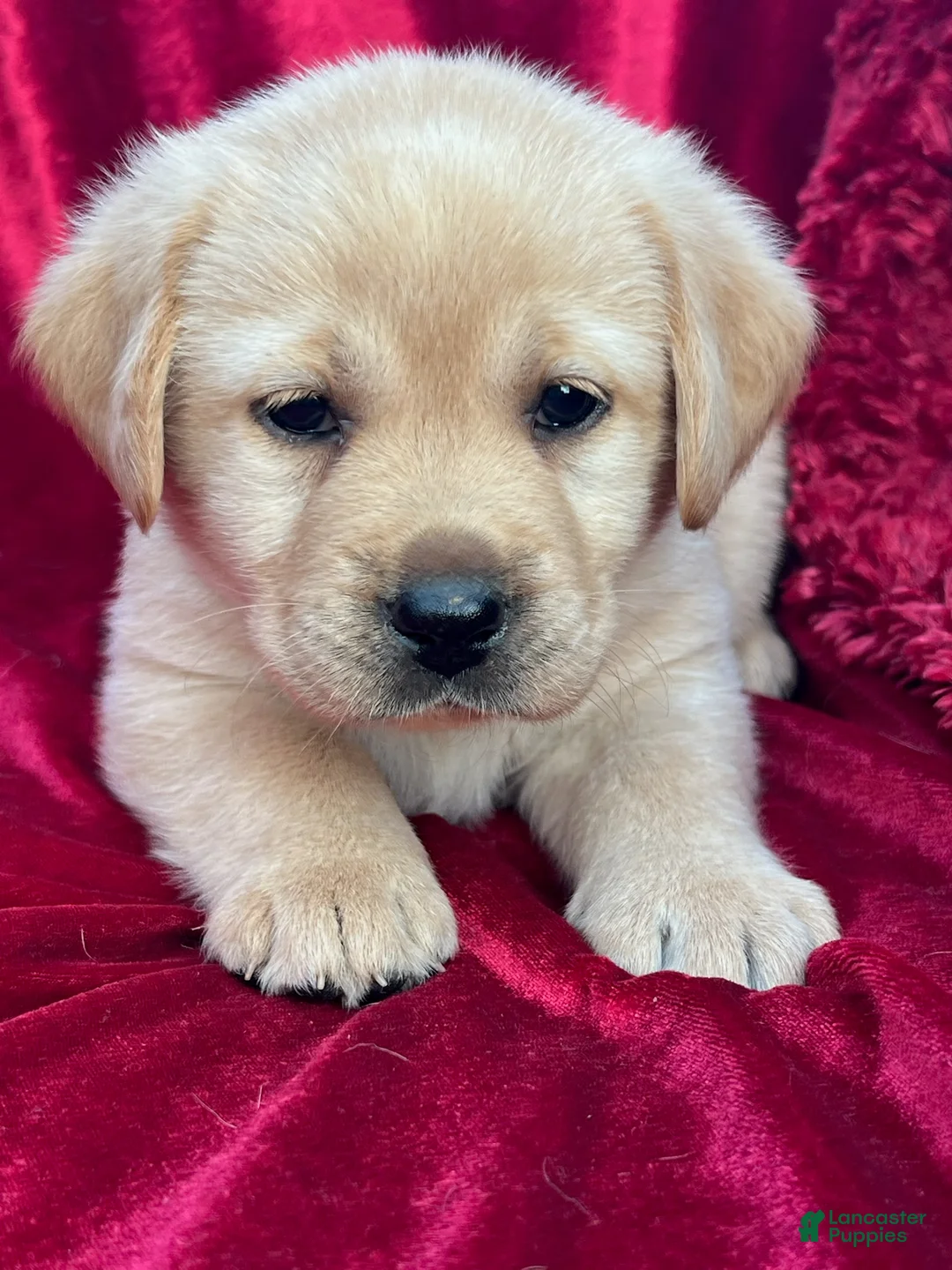 Labrador Retriever dogs for sale: Yellow Boy - Ad 7