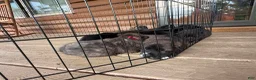 Mixed Breed dogs for sale: Thor - Ad 9