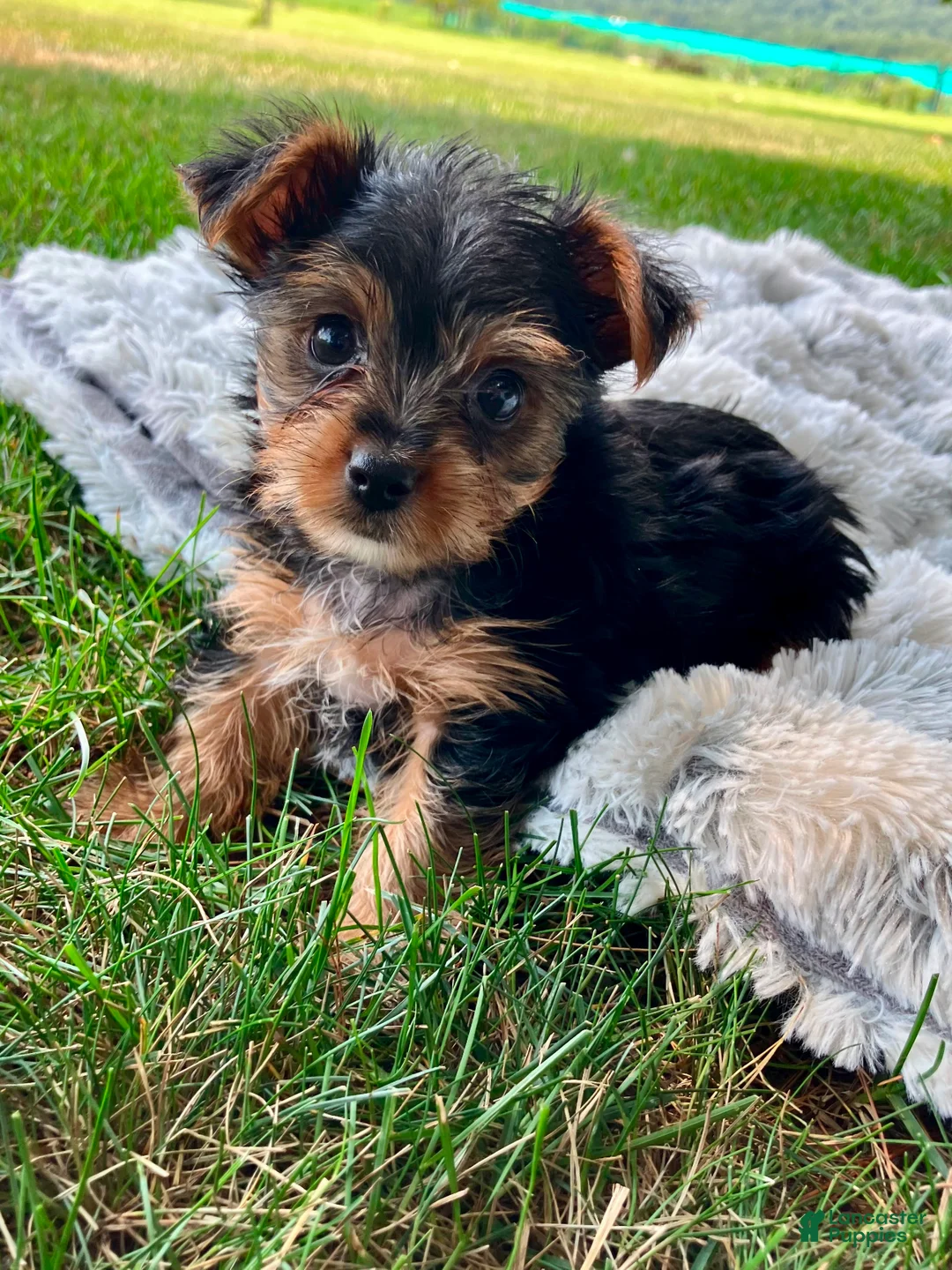 Yorkshire Terrier dogs for sale: Lexie - Ad 1