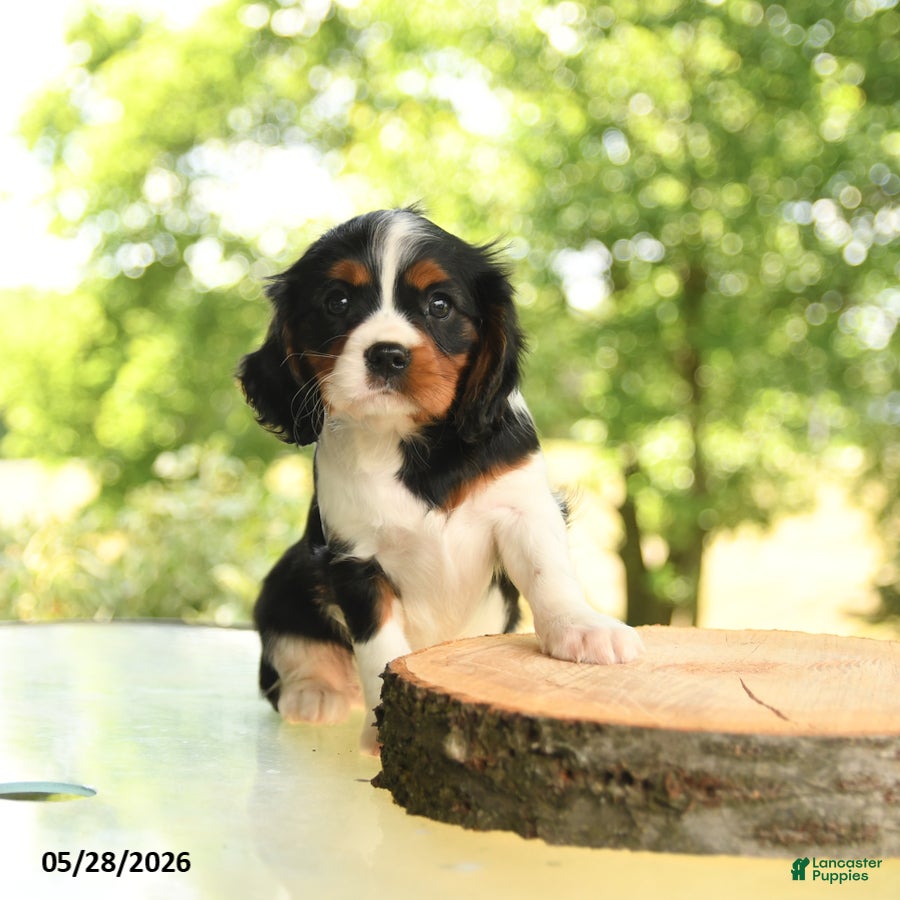 Cavalier King Charles Spaniel dogs Bo  - Ad 2