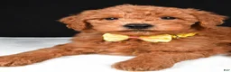 Mini Goldendoodle dogs for sale: Sammy F1B - Ad 5