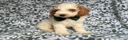 Cockapoo dogs for sale: Jax - Ad 6