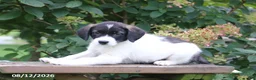 Mixed Breed dogs for sale: Sally - Ad 4