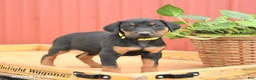 Doberman Pinscher dogs for sale: Raven - Ad 3