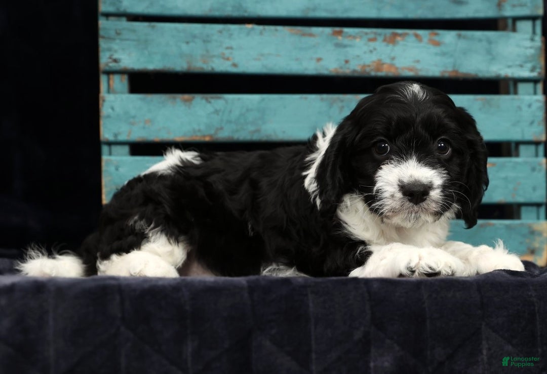 Cavapoo dogs for sale: Scott - Ad 9