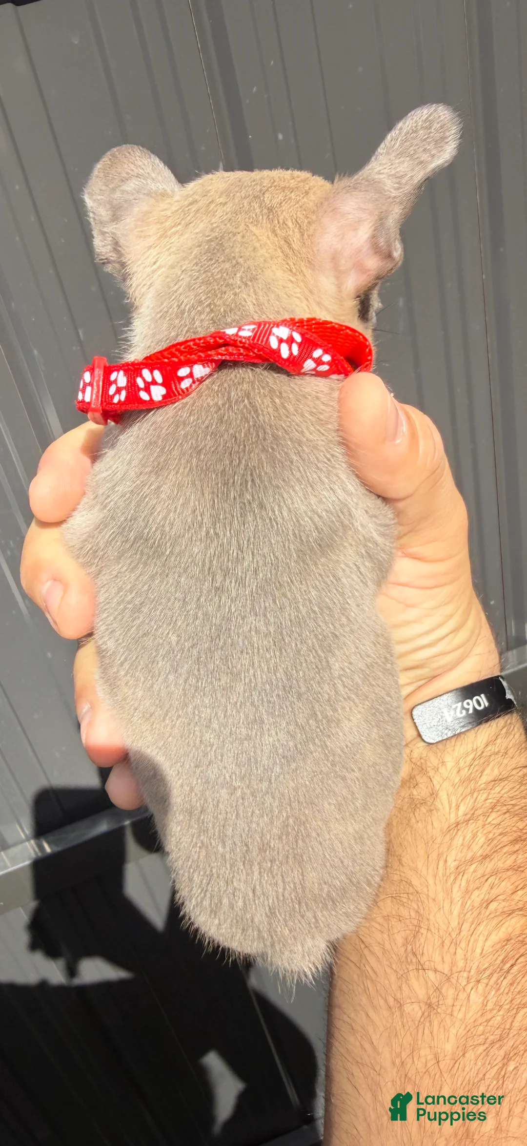 French Bulldog dogs for sale: Titan - Ad 4