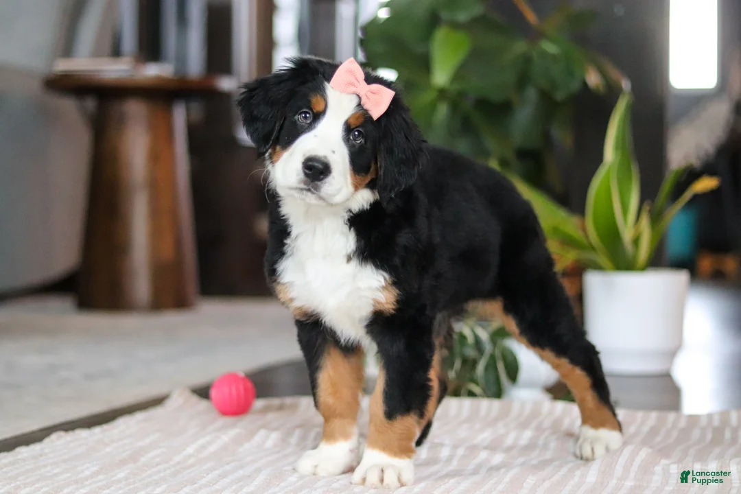 Bernese Mountain Dog dogs for sale: Lily - Ad 3